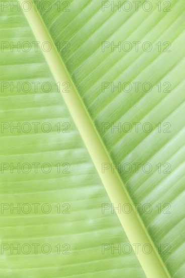 Ornamental banana or Abyssinian banana (Ensete ventricosum), leaf detail, ornamental plant, North