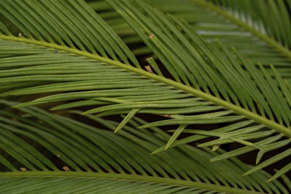 Detailed close-up of lush green cycad leaves, showcasing their symmetrical pattern and rich texture