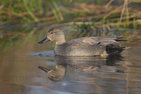 Schnatterente (Anas strepera), Gadwall, Erpel zur Balzzeit, April, Krickenbecker Seen,