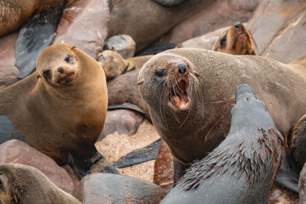 Male fur seals fighting for territory, Cape fur seal (Arctocephalus pusillus), Cape Cross, Atlantic