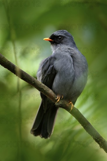 Black-faced Solitaire, Myadestes melanops, sitting on the green moss branch. Tropic bird in the