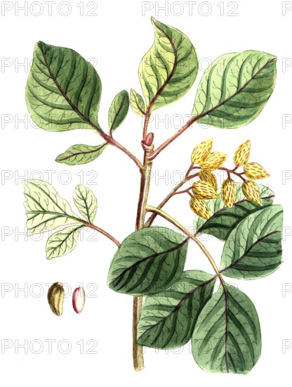 Pistacia vera, pistachio tree, pistachio, digital reproduction of a historical model, between 1790