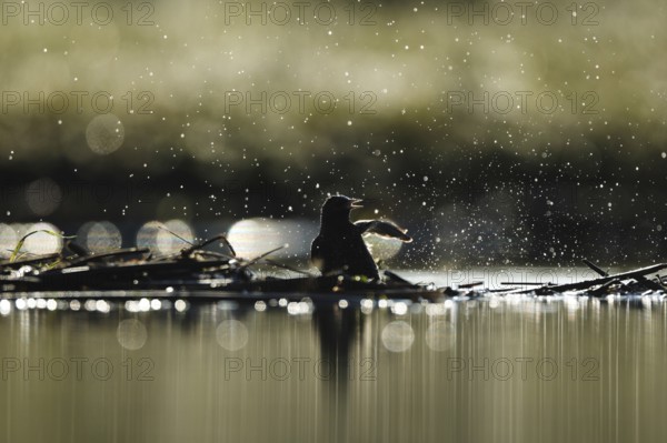 A common starling splashes playfully in water, creating dramatic droplets in Puebla de BeleÃ±a,
