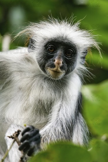 Sansibar-Stummelaffe (Piliocolobus kirkii) Porträt in Baum sitzend, Jozani Chwaka Bay National