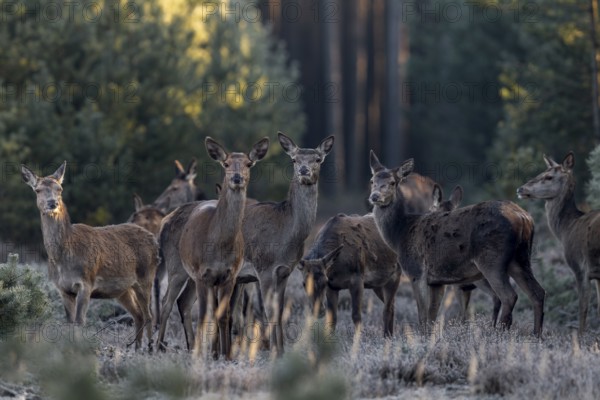 Some red deer (Cervus elaphus) and calves do not trust the photographer crouching behind the tree