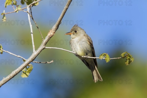Greater Pewee Contopus pertinax Santa Catalina Mountains, near Tucson, Arizona, United States 17