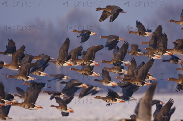Greater White-fronted Goose & Taiga Bean Goose (Anser albifrons & Anser fabalis) flying, North