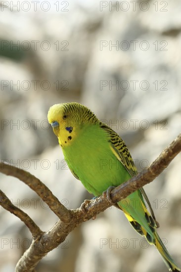 Budgerigar (Melopsittacus undulatus), adult, natural colours, on a branch, captive, occurrence in