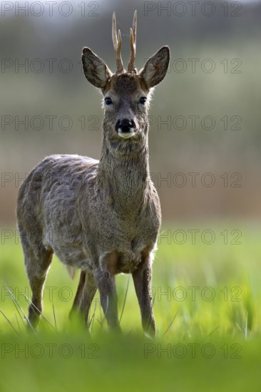 A deer stands at attention in a green meadow with a blurred background, European roe deer