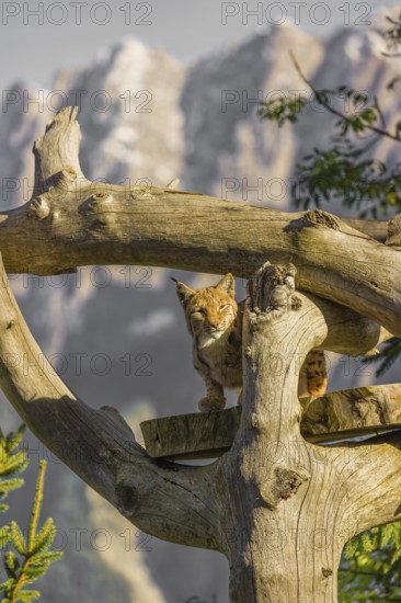 One Eurasian lynx, (Lynx lynx), sits high up on a dead tree. Frontal view with mountains in the