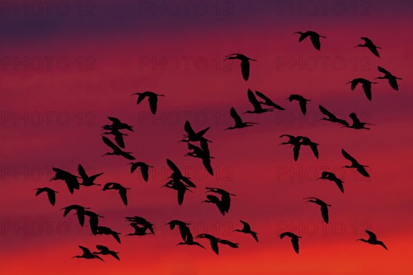 Glossy ibis, Brown ibis, Brown ibis, Flight photo, Evening sky, Sunset, Silhouettes, Animals,