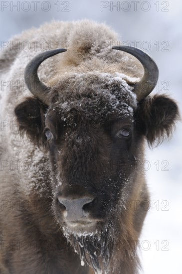 Close-up of the head of a bison with frost-covered fur, bison (Bos bonasus), Bavarian Forest