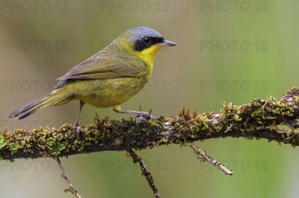 Masked Yellowthroat (Geothlypis aequinoctialis) perched on a branch in the Atlantic rainforest of