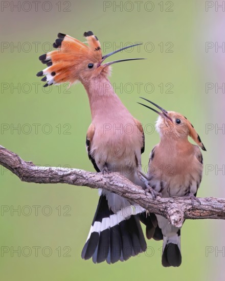 Hoopoe (Upupa epops) Bird of the Year 2022, courtship, mating, pair, male, female, bridal gift,