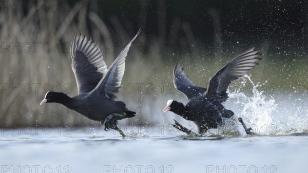 A pair of European coots gracefully glide across a serene lake in Puebla de BeleÃ±a, Spain,