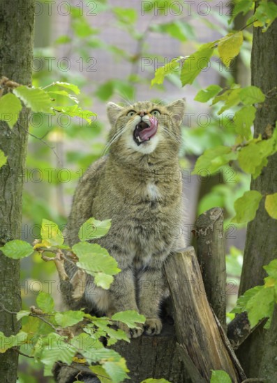 European wildcat or forest cat (Felis silvestris) in the wildcat enclosure at the Thayatal National