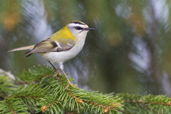 Common Firecrest (Regulus ignicapilla), Baden-Wuerttemberg, Germany