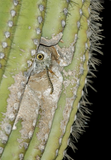 Elf Owl (Micrathene whitneyi) peering from nest hole in Saguaro cactus (Carnegiea gigantea),