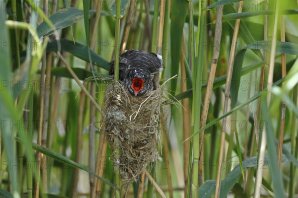 Common Cuckoo (Cuculus canorus) nearly fledged juvenile waiting in nest of Eurasian Reed Warbler on