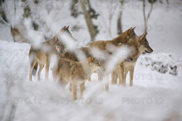A pack of wolves stands in a snowy forest, surrounded by white branches, Winter, Wolf (Canis