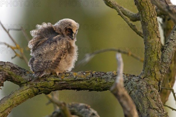 Long-eared owl, juvenile, chick, (Asio otus), animals, birds, owls, perch, tree, Hockenheim,