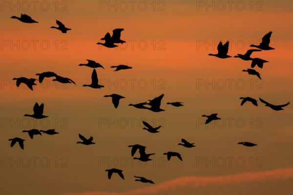 Greater White-fronted Goose (Anser albifrons) group flying, North Rhine-Westphalia, Germany