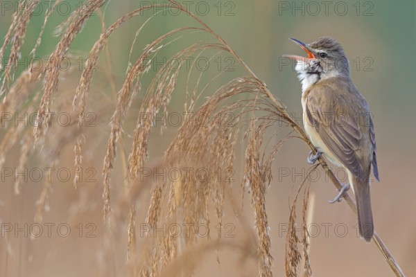 Reed warbler, (Acrocephalus arundinaceus), reedbed perch, biotope, habitat, animals, birds,