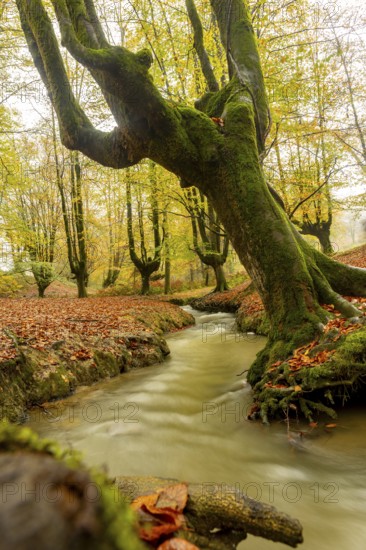 Majestic autumn scene in Gorbea Natural Park, Basque Country, Spain. Vibrant foliage surrounds a