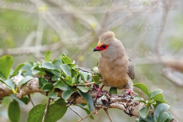 Red-tailed Mousebird, (Urocolius indicus), on perch, Africa, South Africa, KwaZulu-Natal, Mkuze