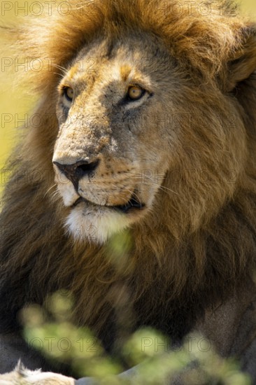 A close-up of a lion with a magnificent mane, captured in the heart of Kenya's savannah, showcasing
