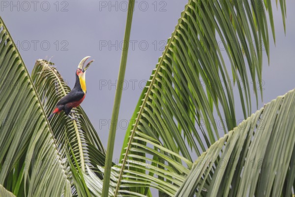 Red-breasted Toucan (Ramphastos dicolorus) perched on a branch in the Atlantic rainforest of