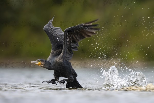 Great Cormorant (Phalacrocorax carbo) taking flight, North Rhine-Westphalia, Germany