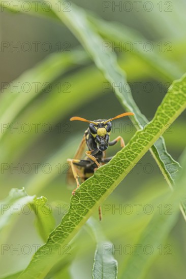 Gallic field wasp collecting nectar, european paper wasp (Polistes dominula), columnar deciduous