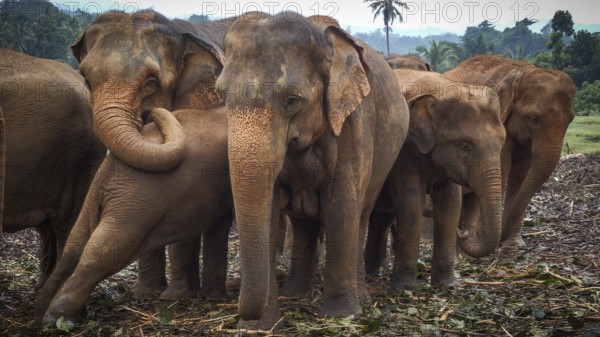 Several Asian elephants (elephas maximus) stand in a natural environment, close to each other, with