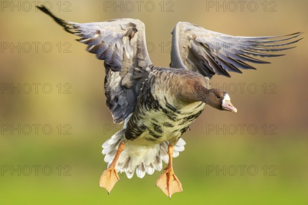 Greater White-fronted Goose (Anser albifrons) flying, North Rhine-Westphalia, Germany