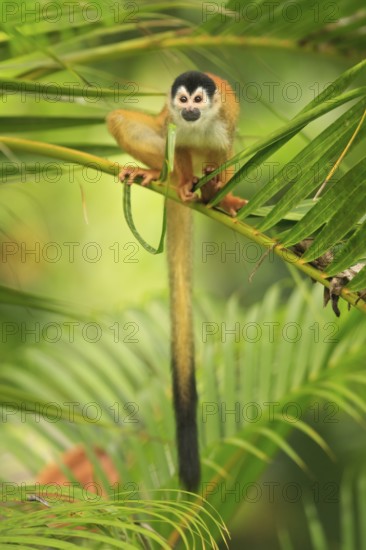 Native only to Costa Rica and Panama, the Black-crowned Central American Squirrel Monkey (Saimiri