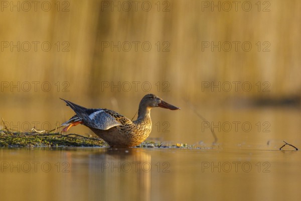 Northern Shoveler (Spatula clypeata) female stretching wing and leg, North Rhine-Westphalia,