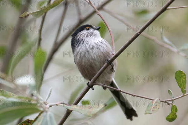 A delicate long-tailed tit perches gracefully on a slender branch, surrounded by lush green foliage