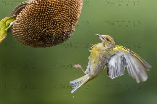 European Greenfinch (Chloris chloris) male at a sunflower (Helianthus annuus), Mecklenburg-Western