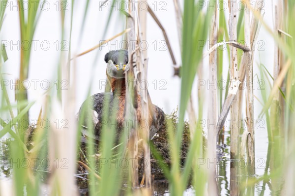 Red-necked Grebe (Podiceps grisegena) sitting on its nest, Virkkula, Liminganlahti, Northern