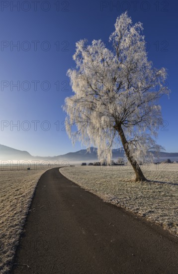 Tree, birch, hoarfrost, fog, path, sunny, mountain landscape, winter, Loisach-Lake Kochel moor,