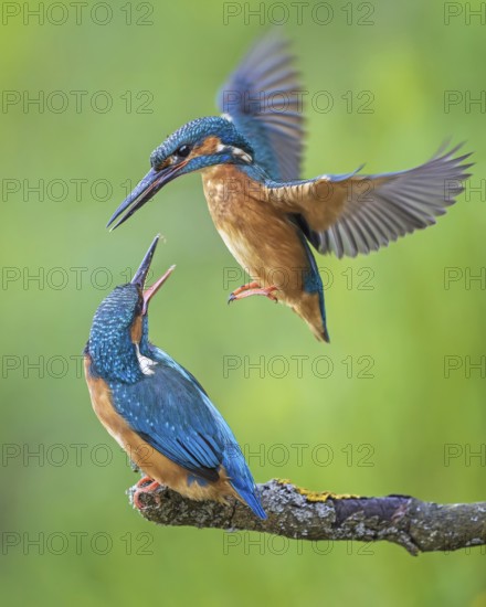 Kingfisher (Alcedo atthis) female on branch, male in flight, pair, mating, courtship, interaction,