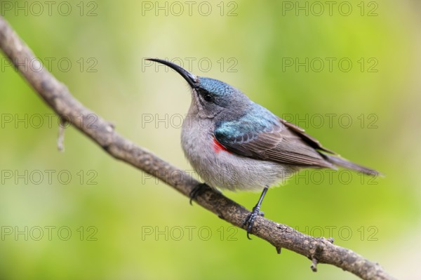 Double-banded Sunbird, Sunbirds, (Cinnyris afer), Garden Route National Park, Wil, Wilderness,