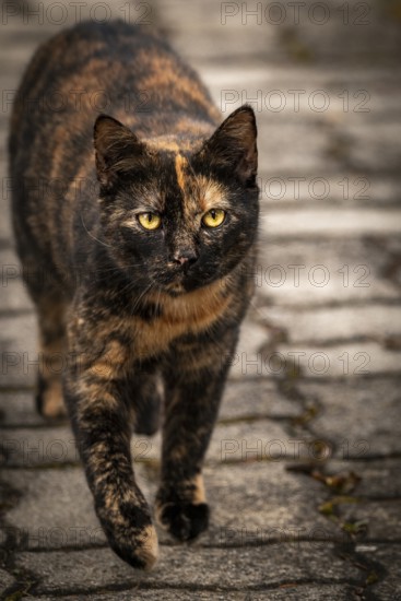 A black-red-brown domestic cat (Felis Catus) walks on paving stones with a focussed gaze, Ternitz,