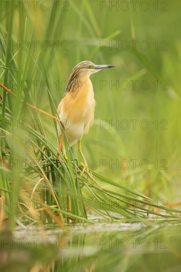 Squacco Heron, Ardeola ralloides, yellow water bird in the nature, water green grass in the