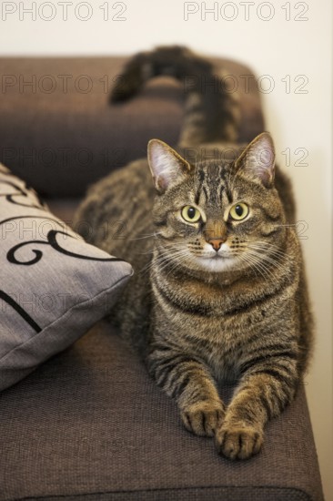 Domestic cat with Mackerel tabby pattern lying on sofa in living room in house