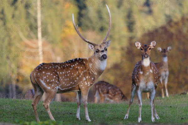 An Axis deer stag (Axis axis), and a hind stand in a green meadow and watch the photographer