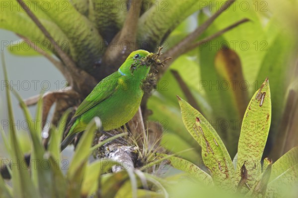 Golden-browed Clorophonia (Chlorophonia callophrys) perched on a branch in Costa Rica, Central