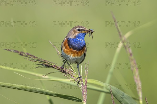 Bluethroat (Luscinia svecica cyanecula) male perched in reedbed with insect prey in beak,