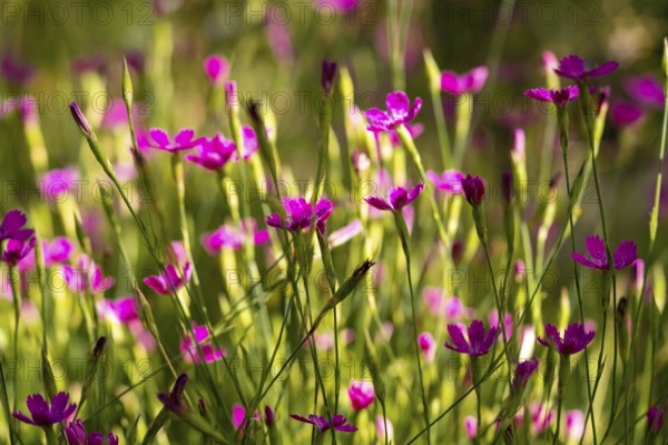 A colorful array of pink dianthus flowers basking in sunlight, showcasing their delicate petals